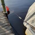 Bungee Dock Line fortøjningsline med skumflåde til både - 1.2m til 1.68m