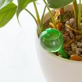 Selvvandingsglas til Planter - Klar